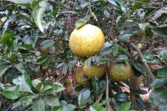 72924388_2451929314923811_5484143336811921408_o