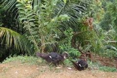 74398548_2451929738257102_1496783411027640320_o