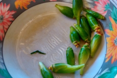 75339442_2451776944939048_6283176058967556096_o