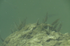 বগালেকের পানিতে দেখা যাবে এরকম মাছ