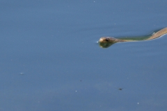 রয়েছে এমন কিউট সাপ