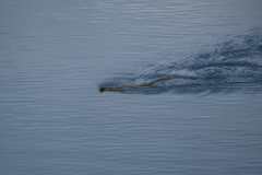 কিউট সাপটা সাঁতরাচ্ছে