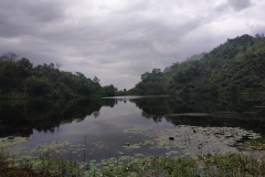 পদ্ম ফুল সহ বগালেক