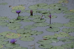 বগালেকে ফুটে আছে নীল পদ্ম